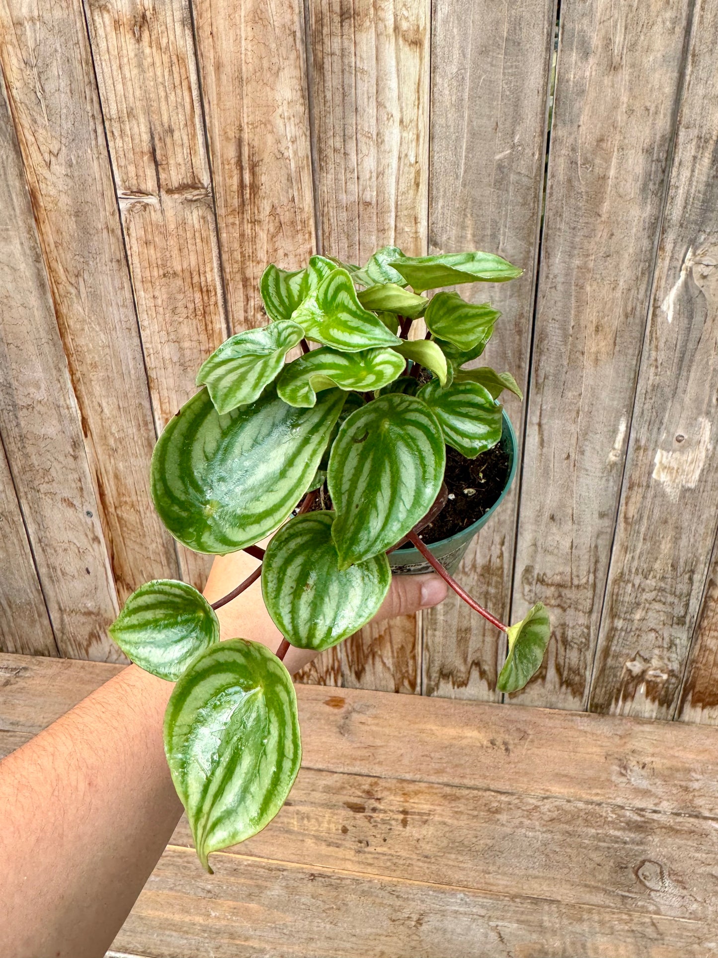 Watermelon Peperomia