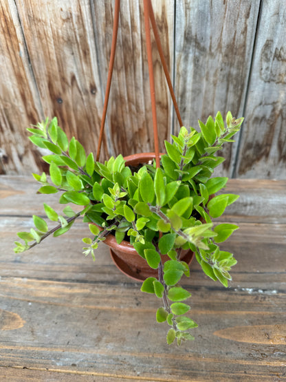 Aeschynanthus gracilis 'Mira' (Lipstick plant)