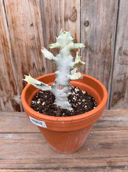 Euphorbia Lactea White Ghost