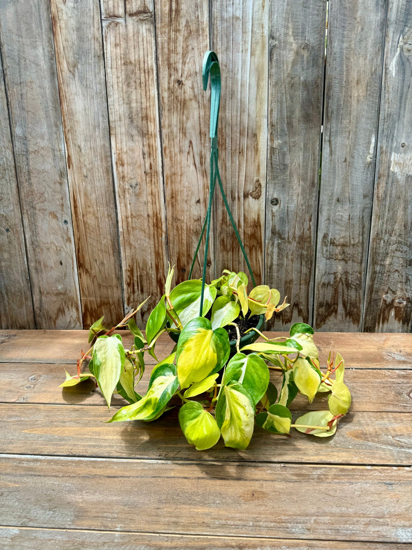 Philodendron Brasil