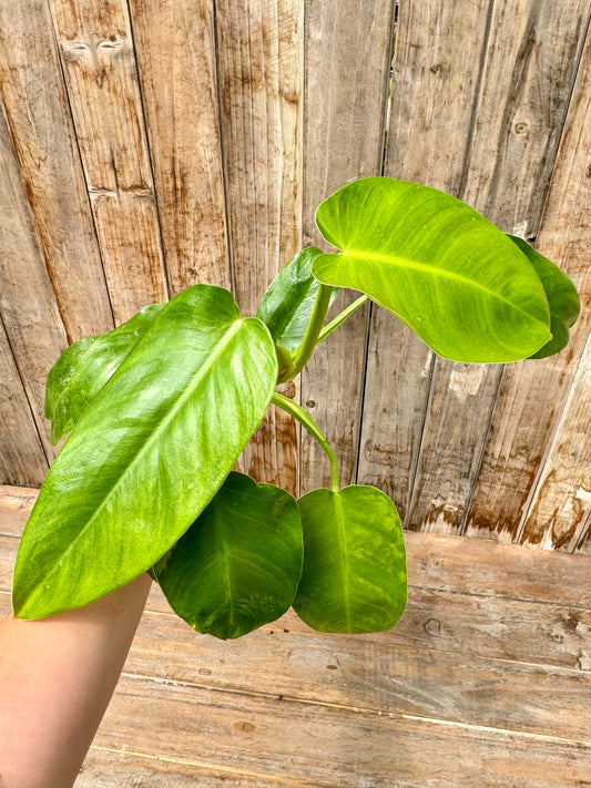 Philodendron Jose Buono (reverted)