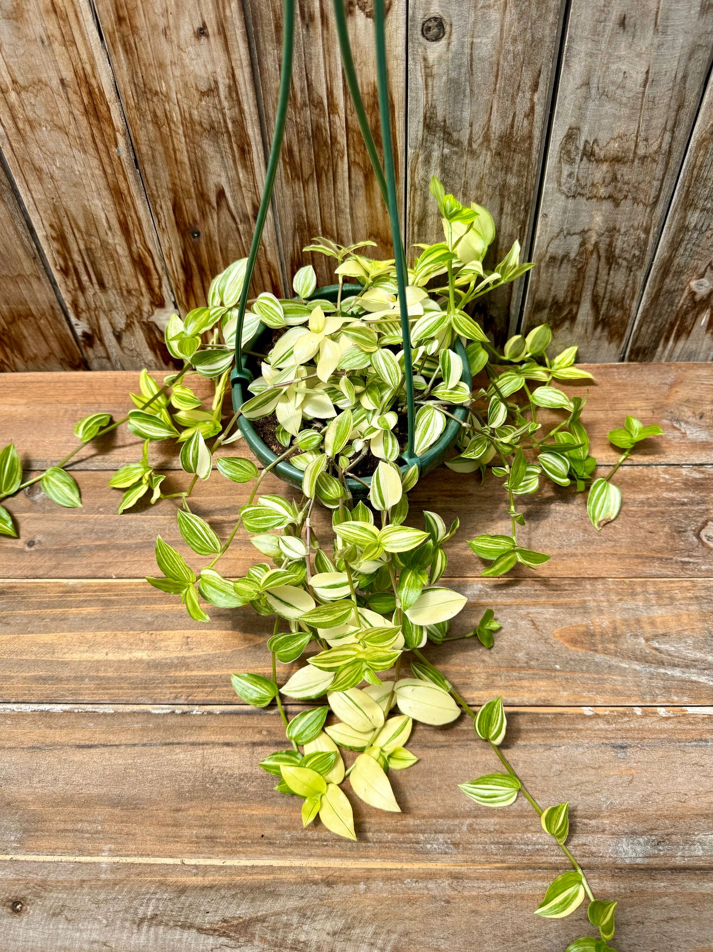 Tradescantia Yellow