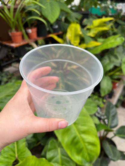 Clear Nursery Pots