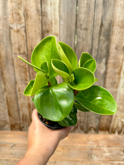 Peperomia Obtusifolia