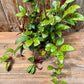 Aeschynanthus Longicaulis (Black Pagoda Lipstick Plant/Zebra Vine)