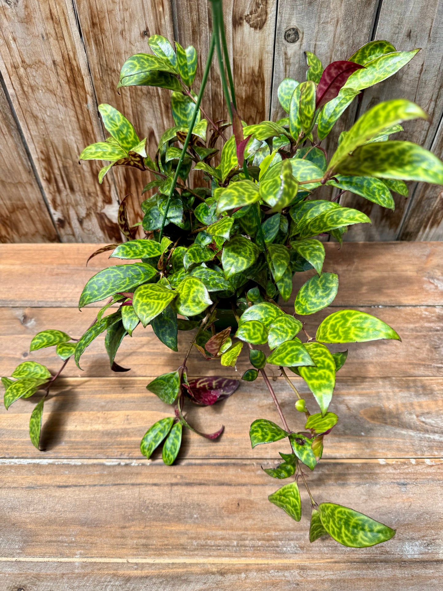 Aeschynanthus Longicaulis (Black Pagoda Lipstick Plant/Zebra Vine)