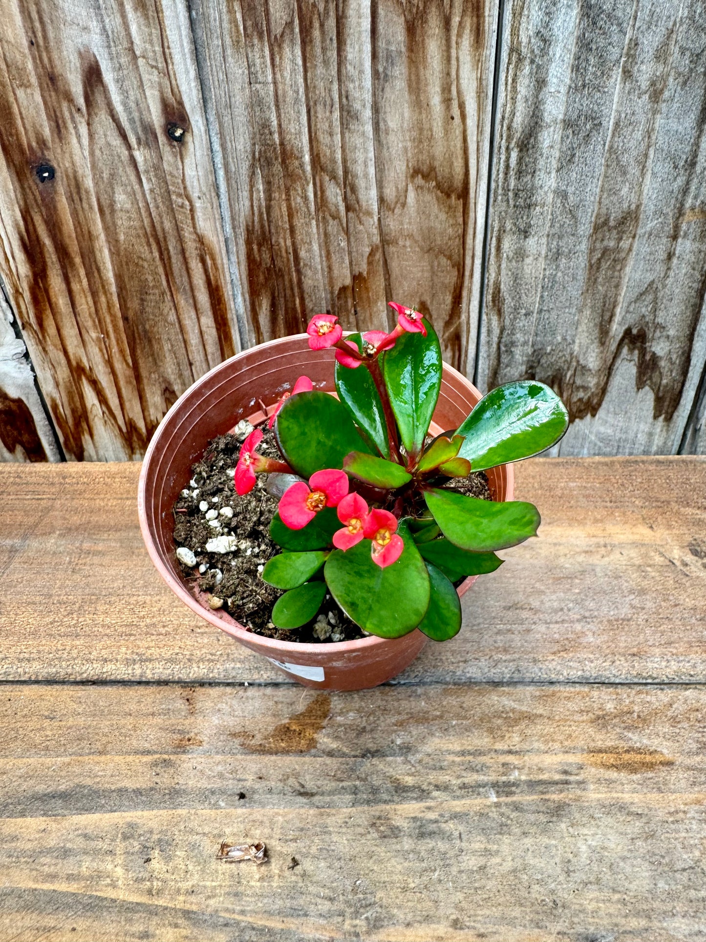 Euphorbia Milii (Crown of thorns)