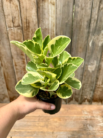 Peperomia Obtusifolia