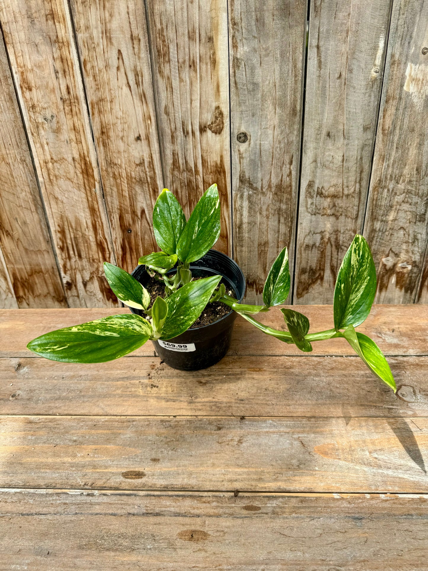 Monstera Standleyana