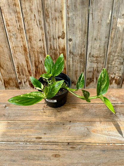 Monstera Standleyana