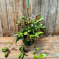 Aeschynanthus Longicaulis (Black Pagoda Lipstick Plant/Zebra Vine)