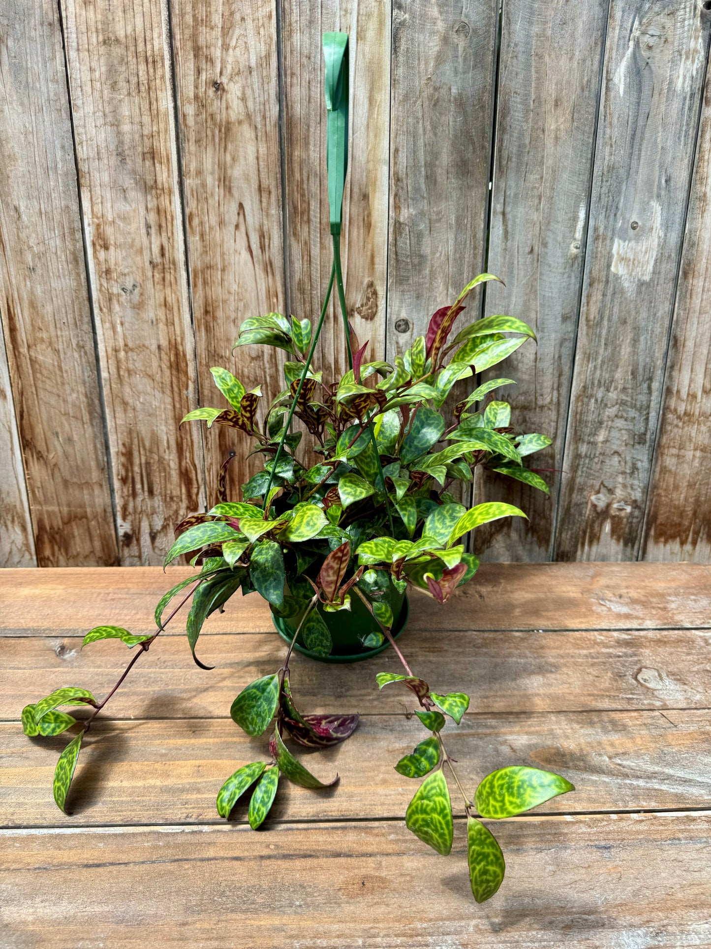 Aeschynanthus Longicaulis (Black Pagoda Lipstick Plant/Zebra Vine)