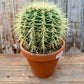 Golden Barrel Cactus (local pick up ONLY)