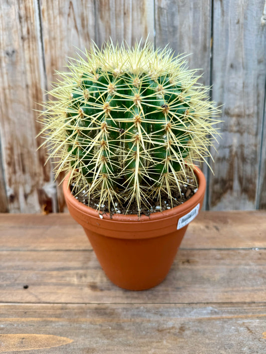 Golden Barrel Cactus (local pick up ONLY)