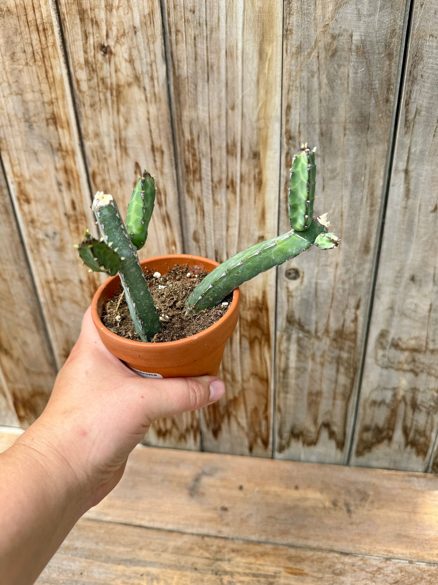 Euphorbia Heterochroma