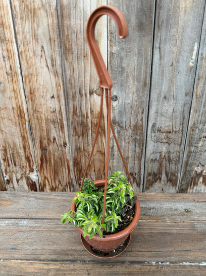 Aeschynanthus radicans 'Curly' (Lipstick plant)