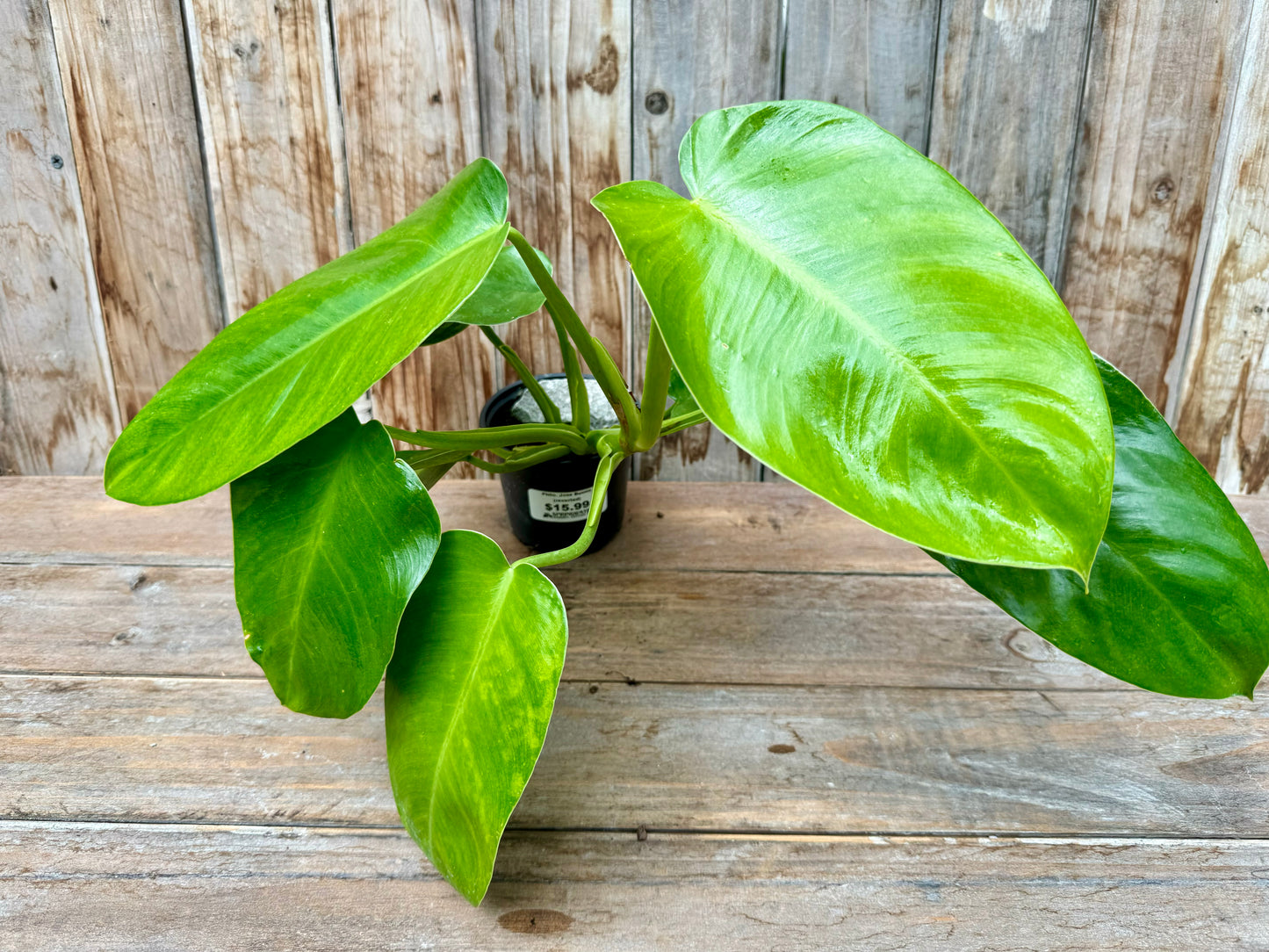 Philodendron Jose Buono (reverted)