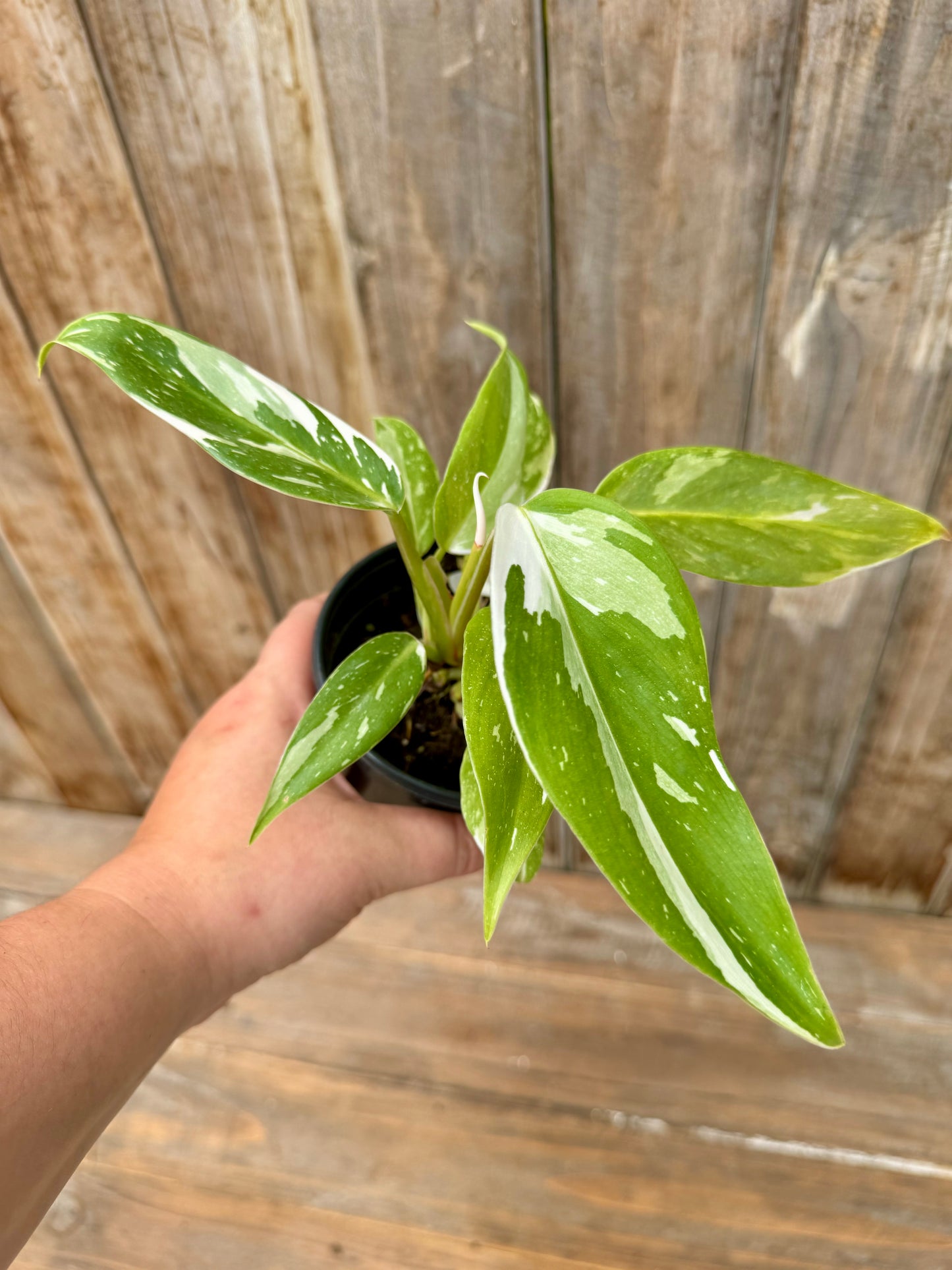 Philodendron White Princess