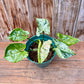 Syngonium mojito