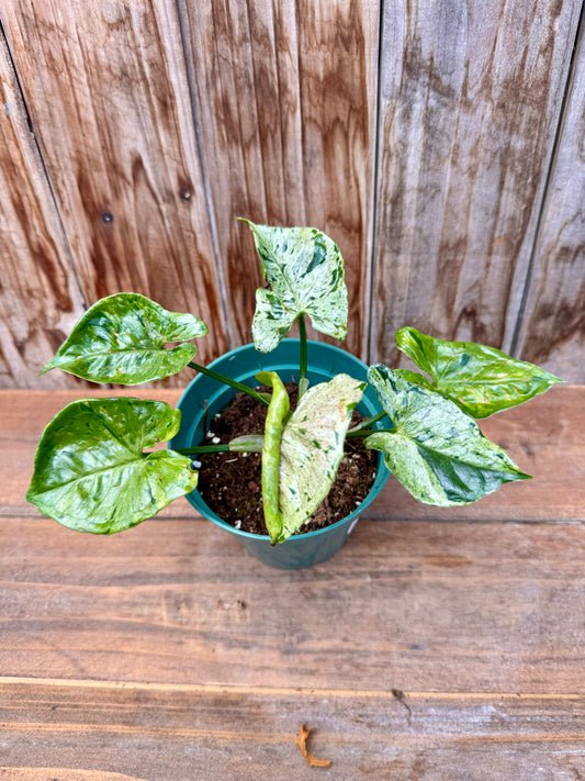 Syngonium mojito