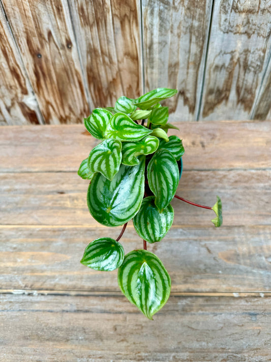 Watermelon Peperomia