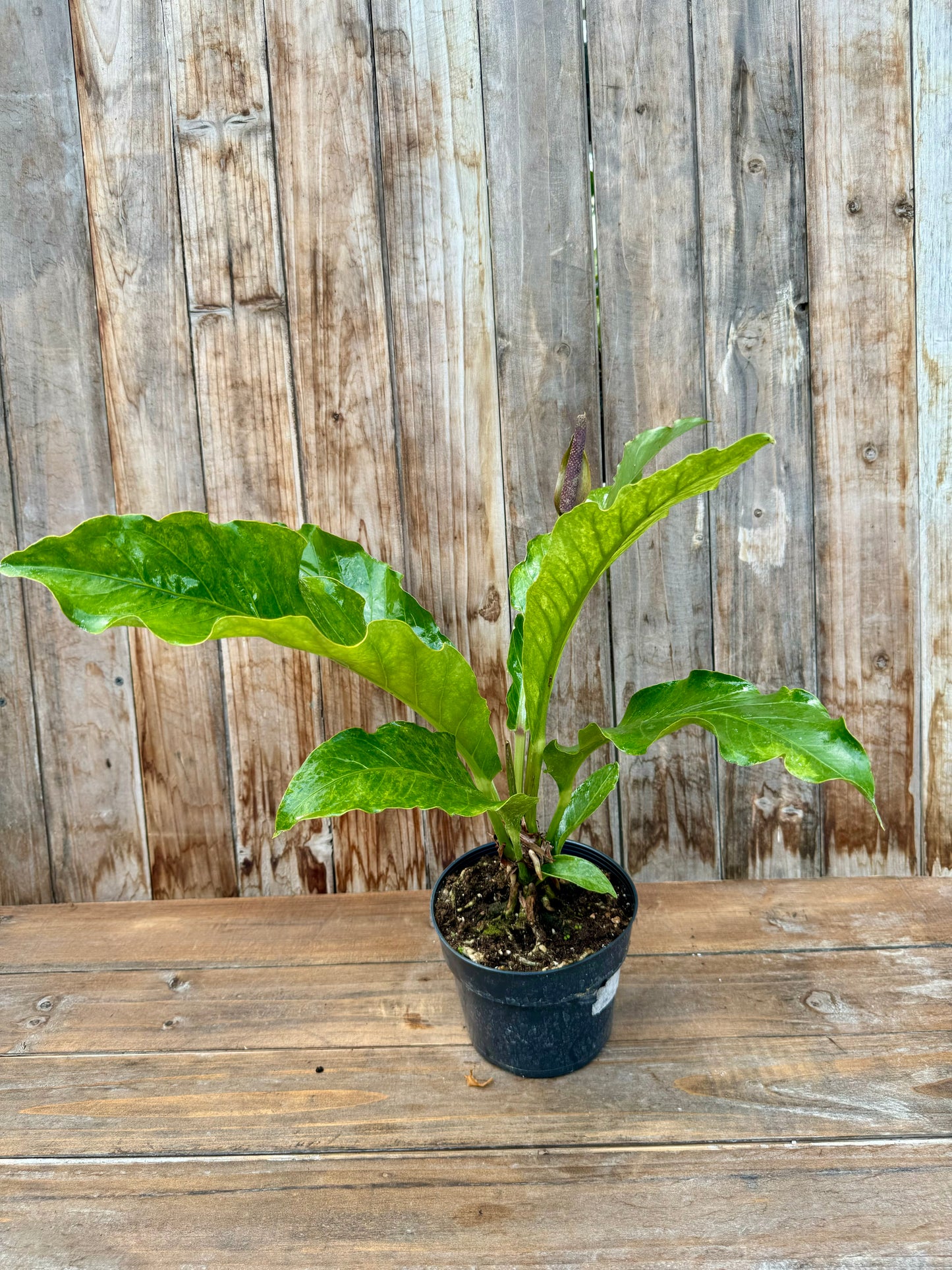 Anthurium Hookeri