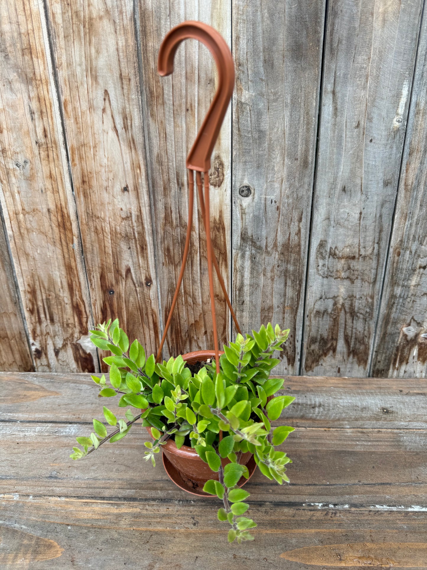 Aeschynanthus gracilis 'Mira' (Lipstick plant)