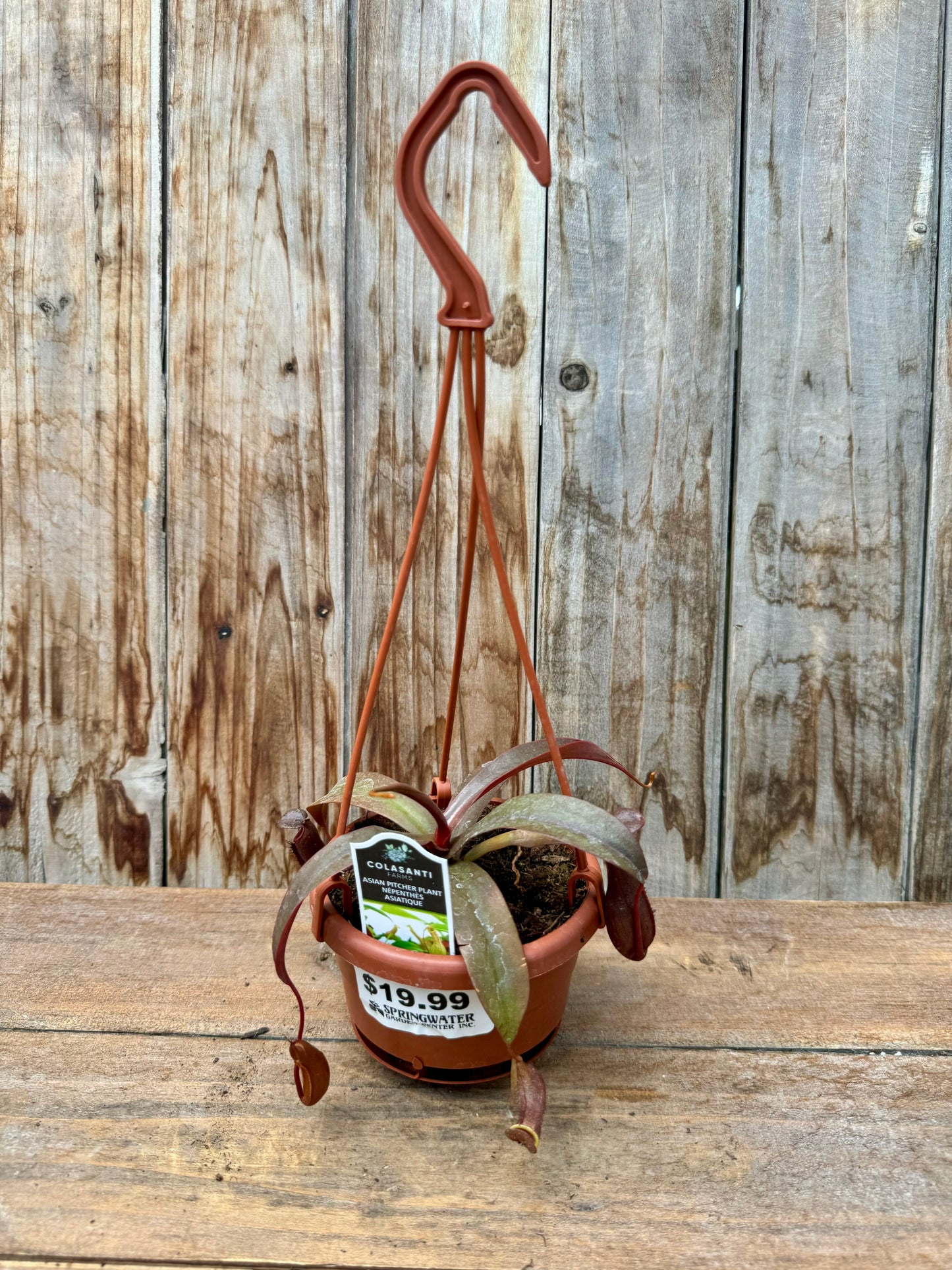 Pitcher Plant