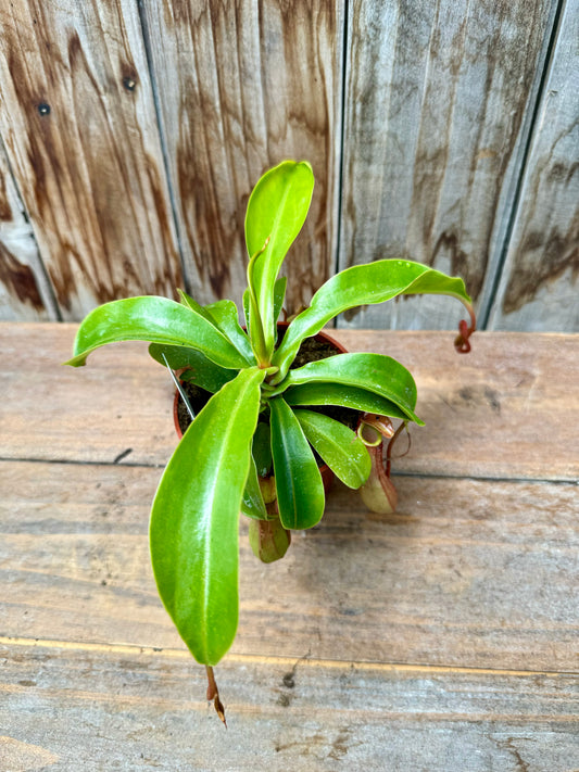 Pitcher Plant