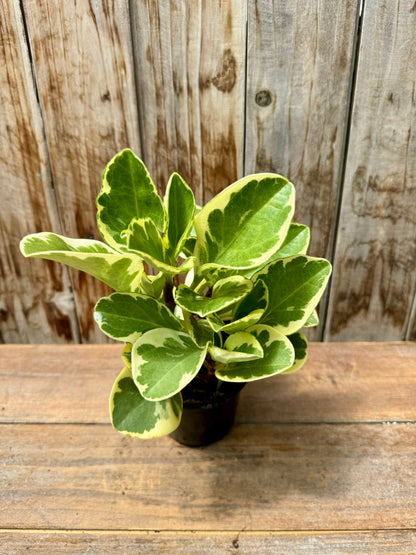 Peperomia Obtusifolia