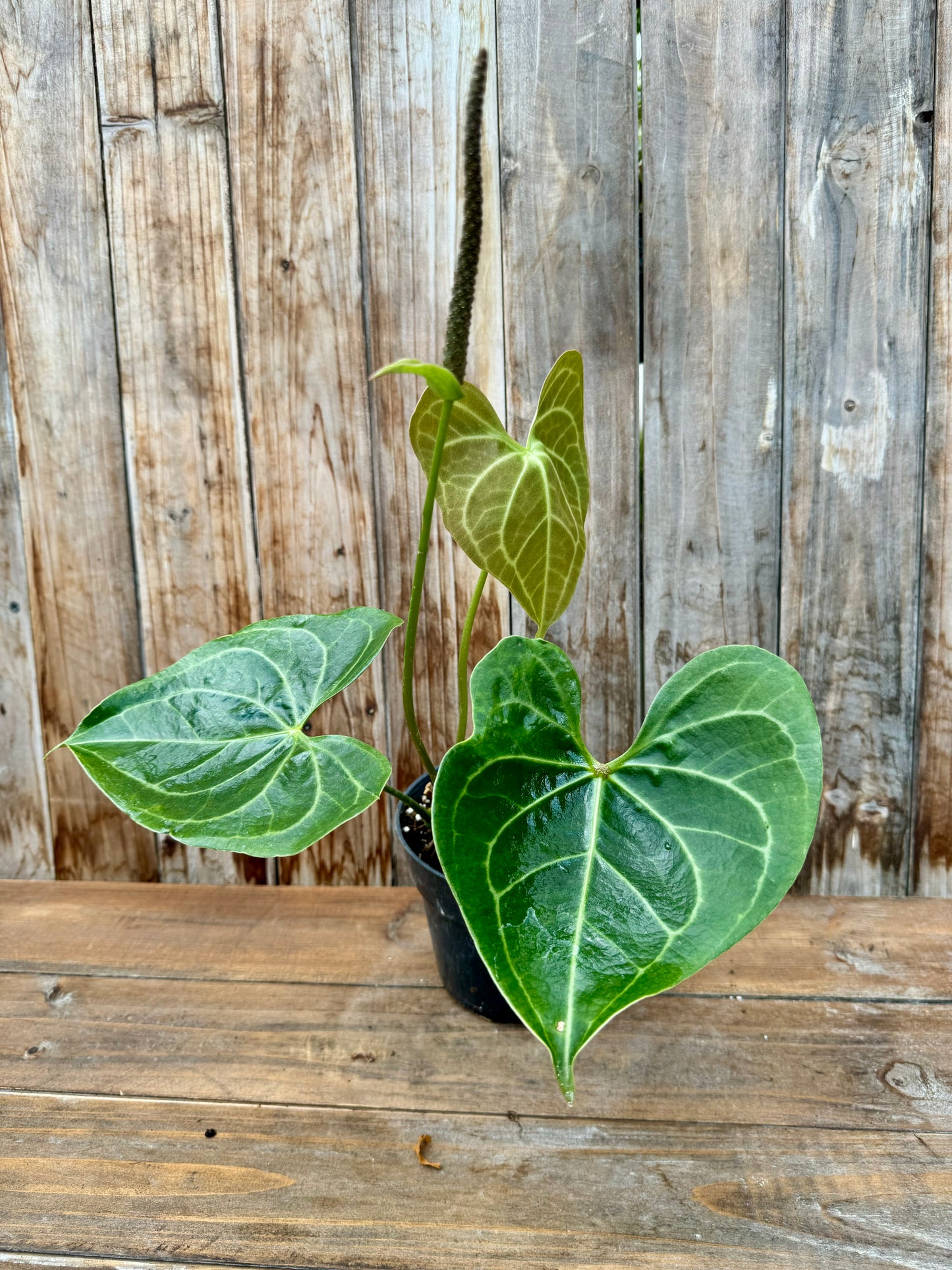 Anthurium Pterodactyl