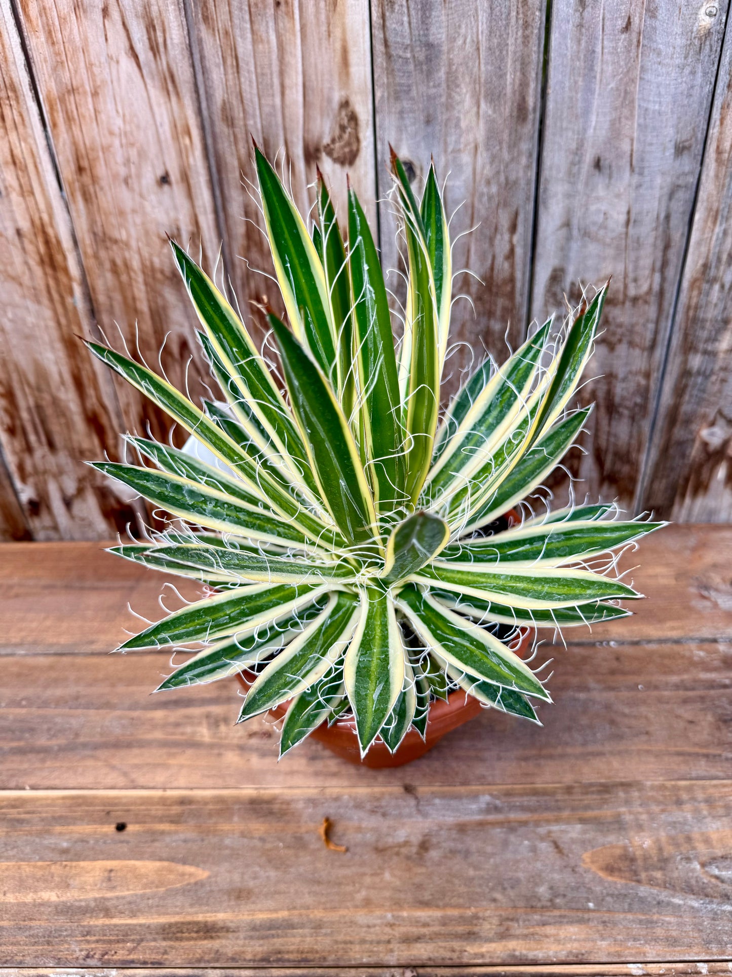 Agave Filifera