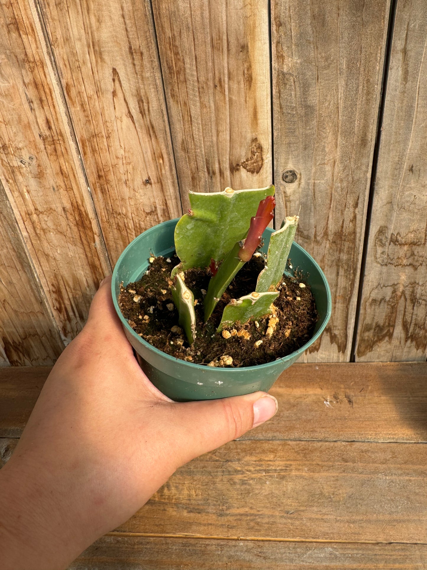 Orchid Cactus (Epiphyllum)