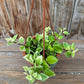 Aeschynanthus lobbianus variegated (Lipstick plant)