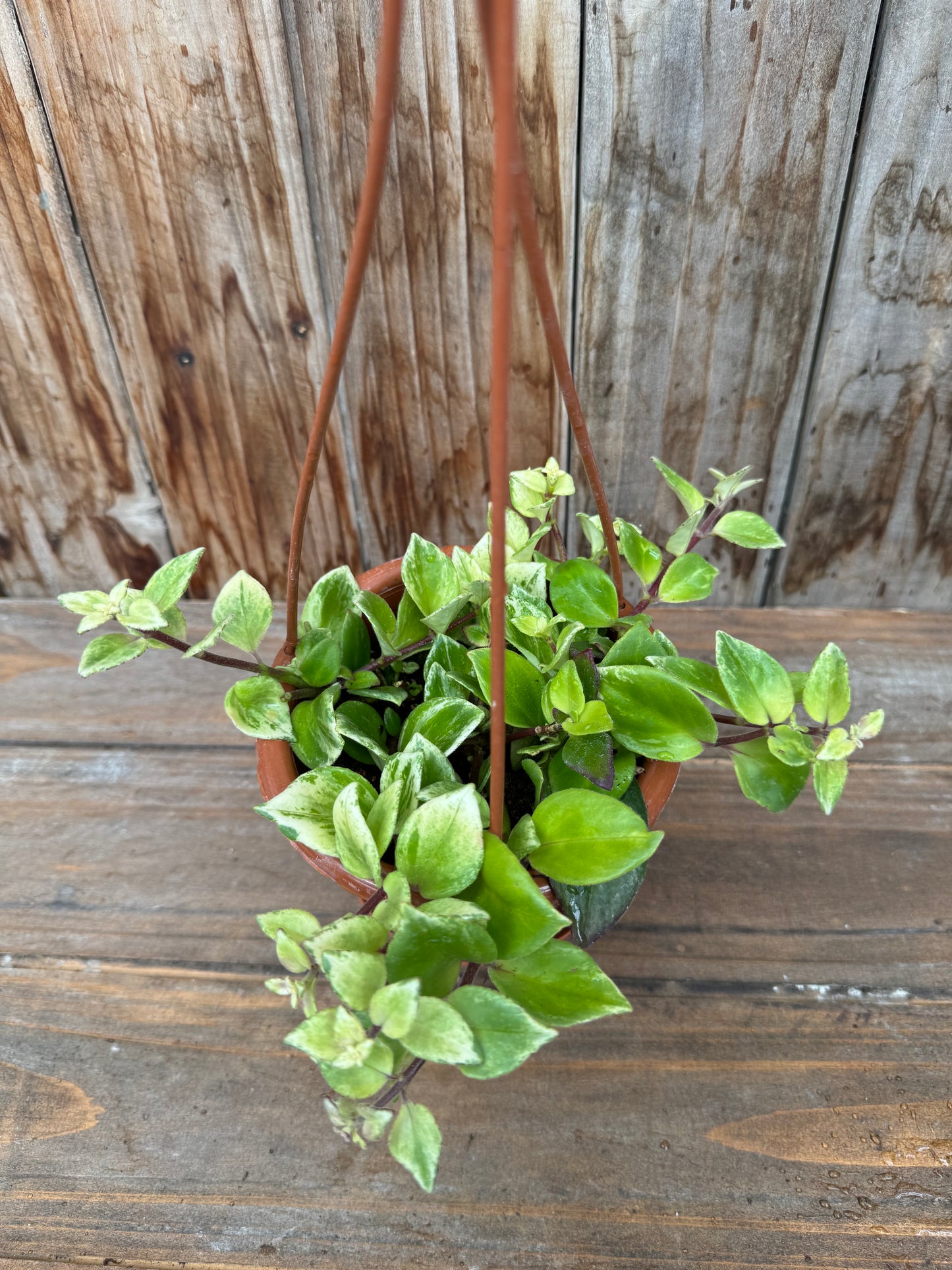 Aeschynanthus lobbianus variegated (Lipstick plant)