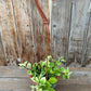 Aeschynanthus lobbianus variegated (Lipstick plant)