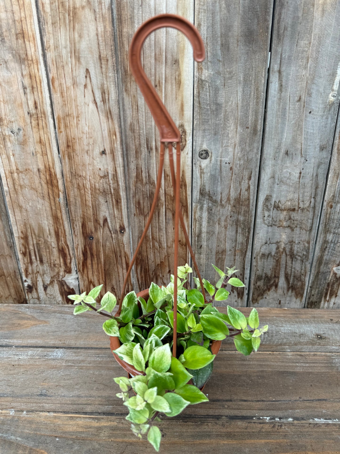 Aeschynanthus lobbianus variegated (Lipstick plant)