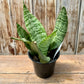 Dracaena (Snake Plant)