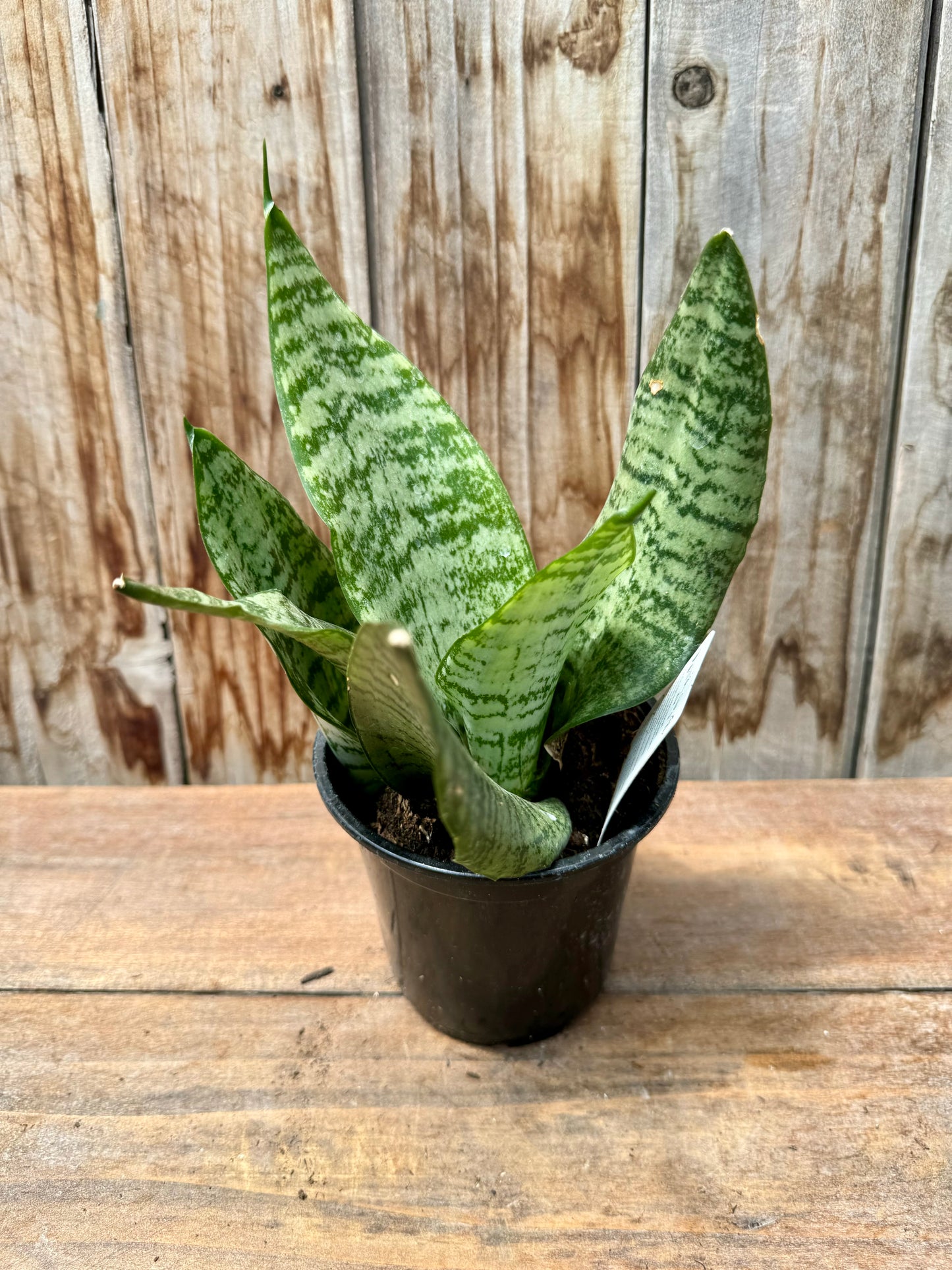 Dracaena (Snake Plant)