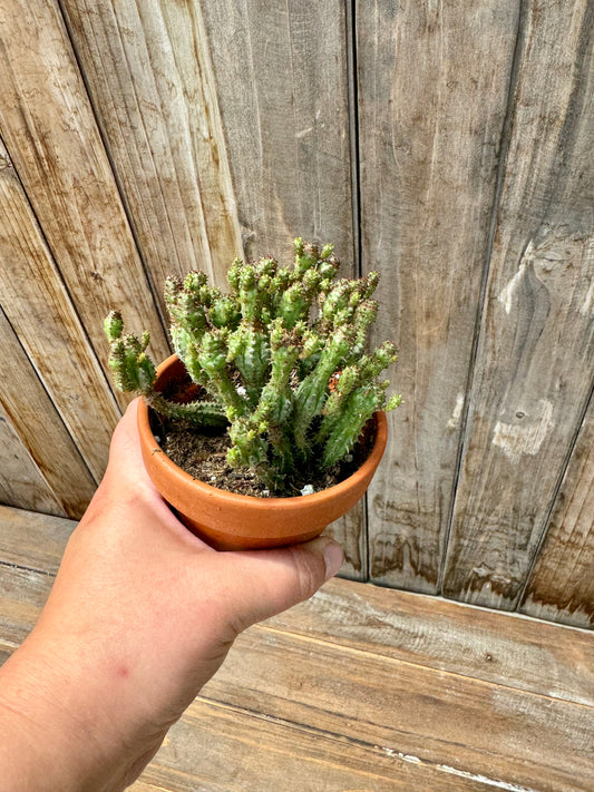 Euphorbia sp.