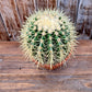 Golden Barrel Cactus (local pick up ONLY)