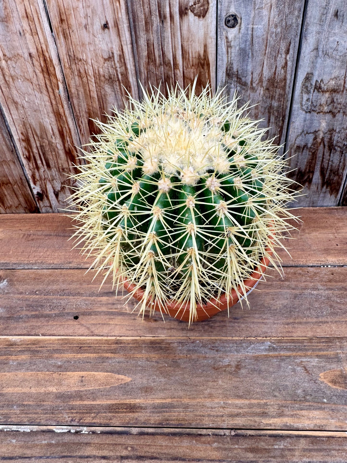 Golden Barrel Cactus (local pick up ONLY)