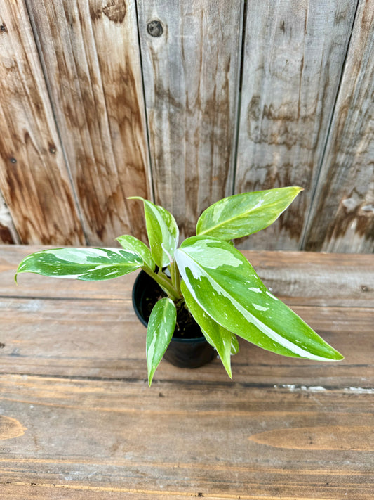 Philodendron White Princess