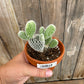 Bunny Ear Cactus