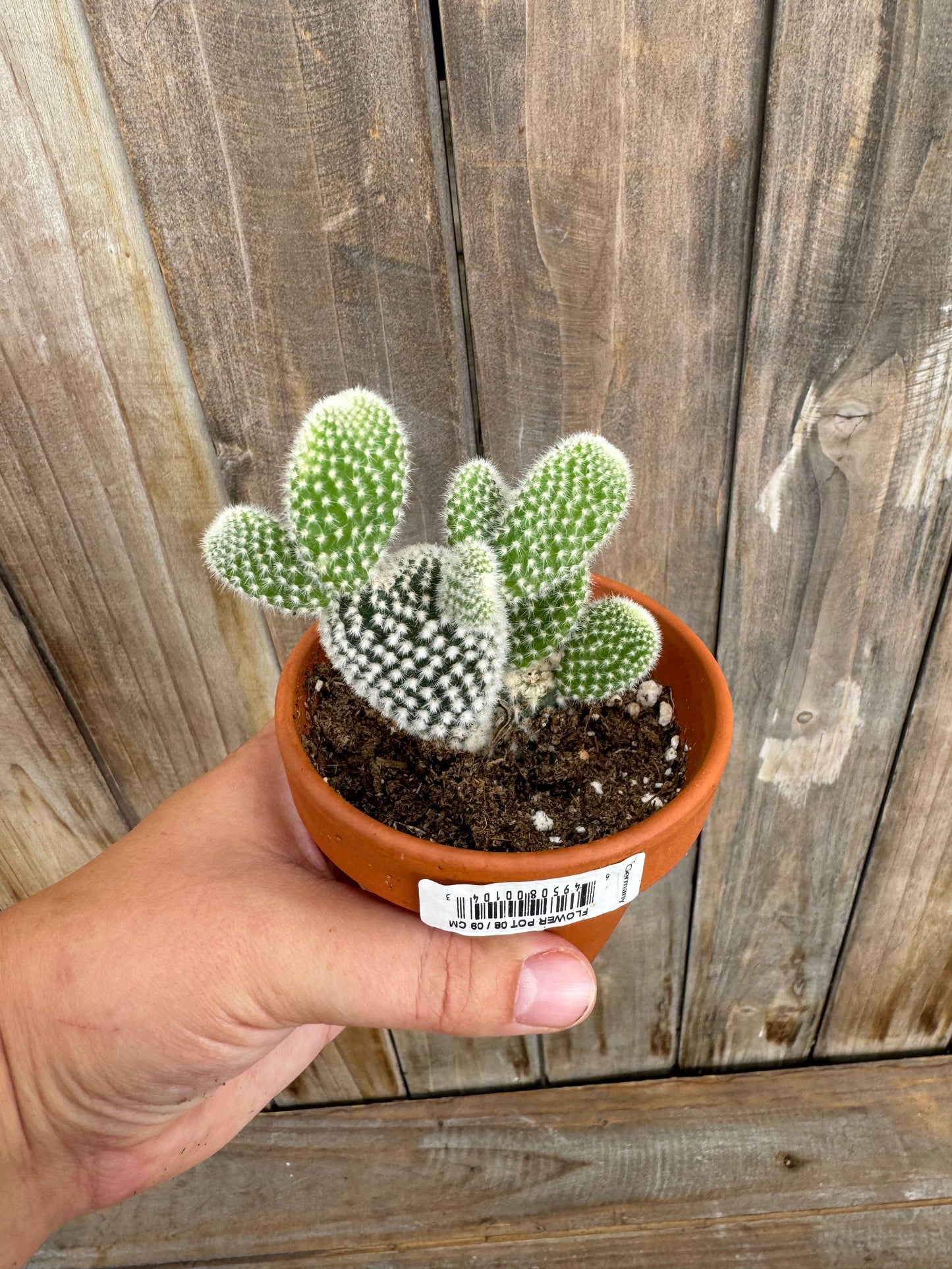 Bunny Ear Cactus