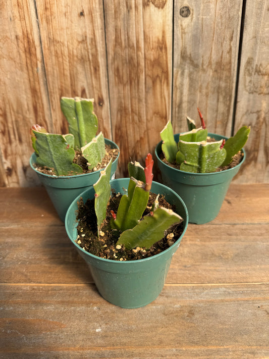 Orchid Cactus (Epiphyllum)