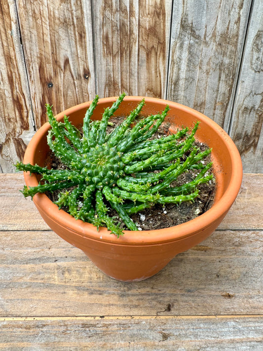 Euphorbia Flanaganii