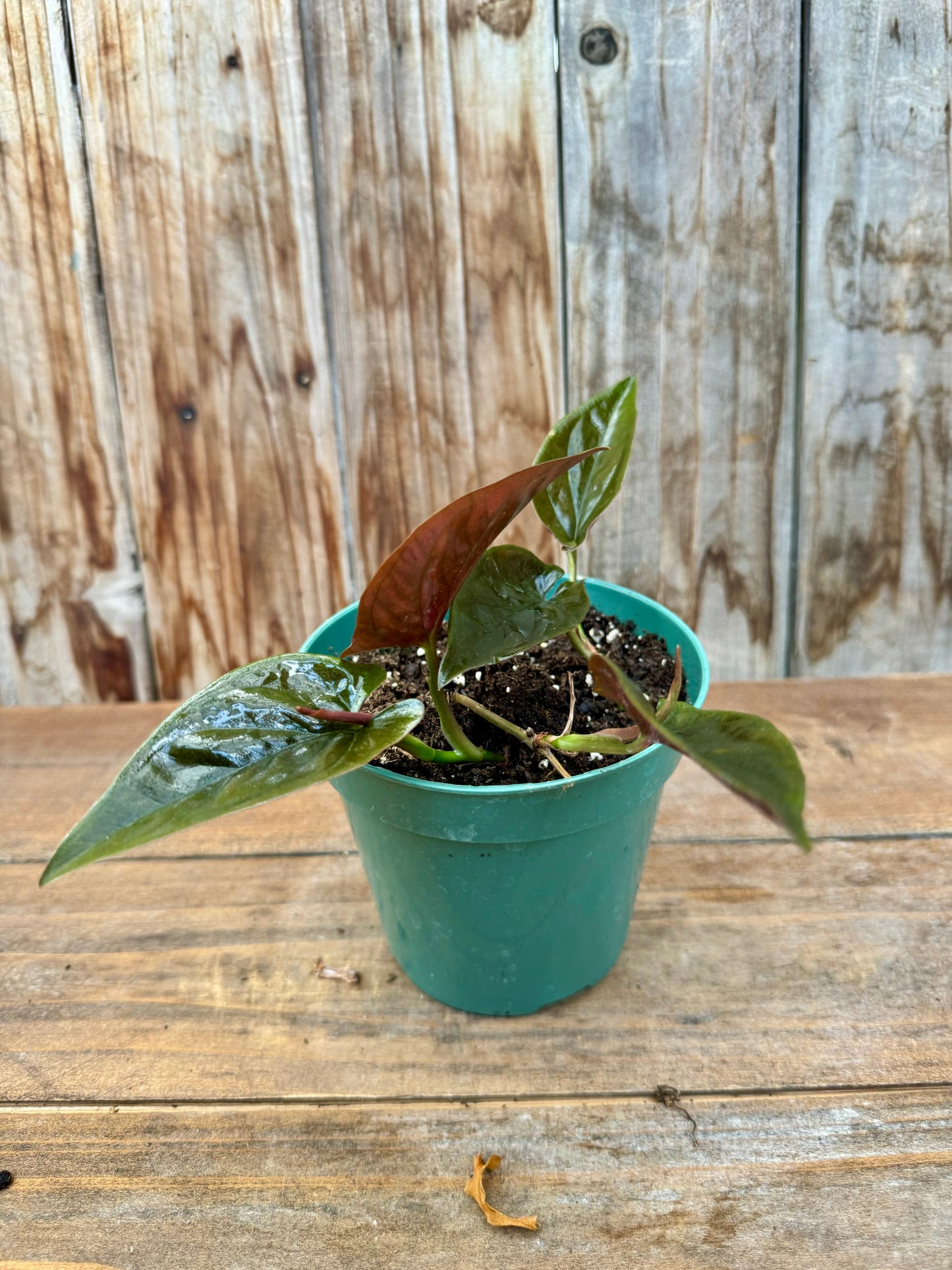 Syngonium Red Arrow