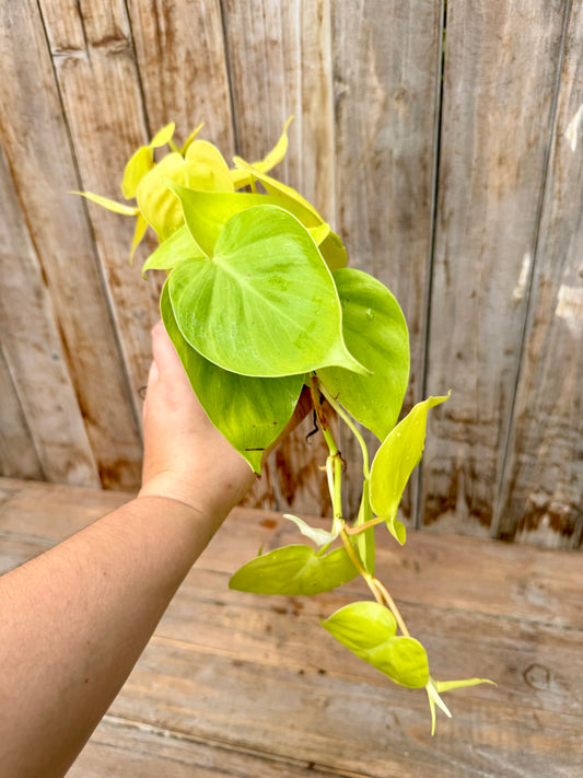 Philodendron Cordatum Lemon