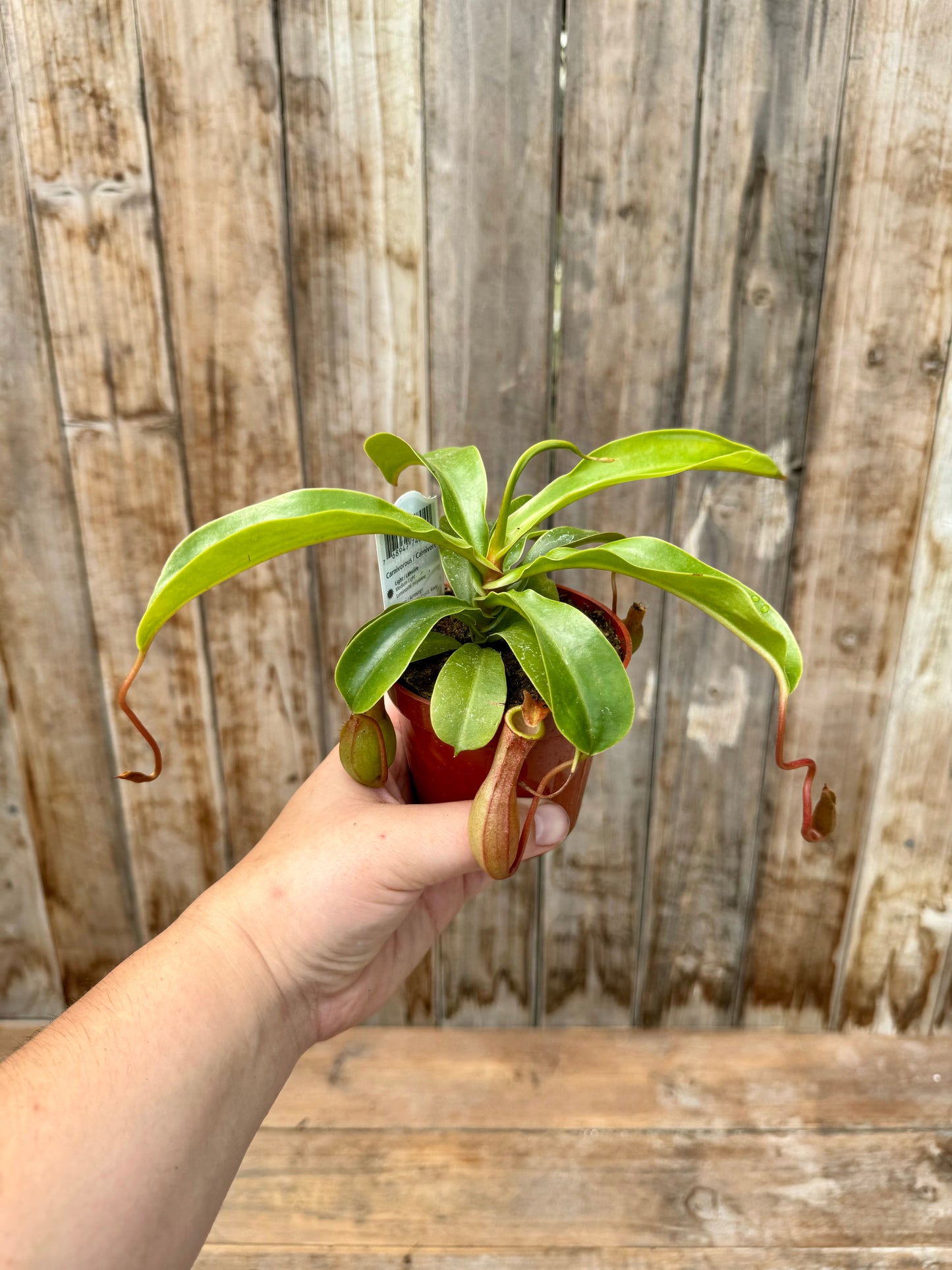 Pitcher Plant